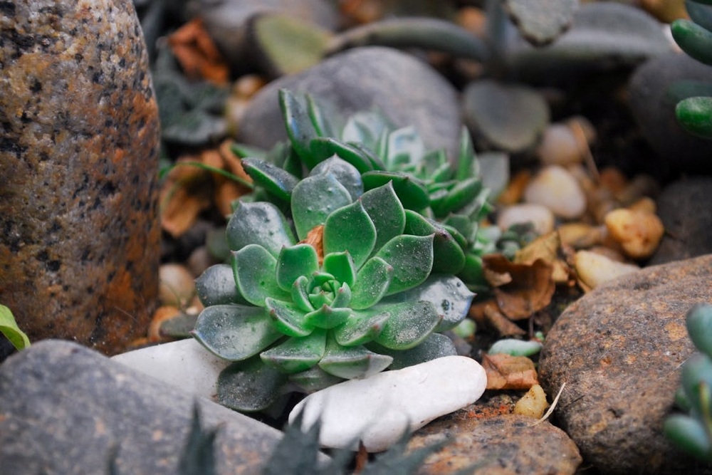 Nature Stone